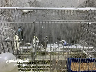  4 طيور الحب اوربيات انتاج عراقي