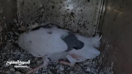  2 زغاليل بلدي حجم كبير للبيع
