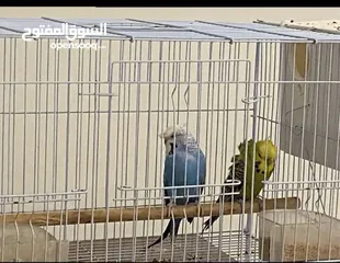  3 طيور روز أليفه