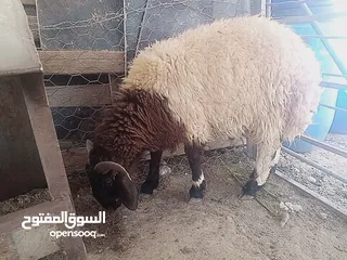  1 لحم ذكر الله صلوا على النبي خروف نخب نخب وزنه 50 كيلو قائم