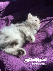  1 قطه شيرازي