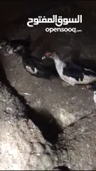  4 جاج وديك وبط