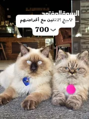  1 بستين مطعمات ب 700