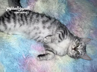  2 قط شيرازي للبيع للجادين فقط