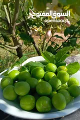  1 كرز أخضر نخب وميرمية خضراء