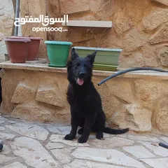  2 جيرمن رويال بلاك