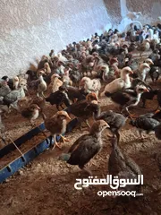  1 صوص بلدي عمره 37 يوم ماخذ جميع المطاعيم