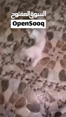  3 ذكر بصحه جيده