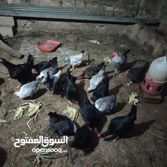  2 جاج بلدي وفيومي