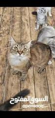  3 قطه شيرازيه للبيع العمر سنه هاديه مرحه إنتاجها جيد وصحتهم ممتازه