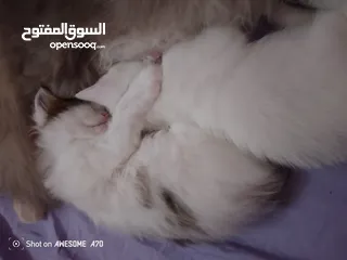 6 قصه سكره و لوزه أنقذت امهم (ببلي) من شارع لما أهلها ىموها وهيا حامل ولدت عندي وكبرو ولادها عندي