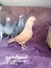  8 اجواز نخب للبيع بسعر حرق أو للبدل علا عصافير