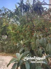  3 للبيع بيت مع أرض في منطقة إيدون – إربد
