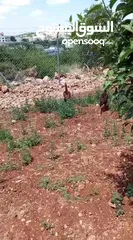 11 دجاج باكستاني