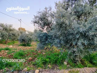  3 اجمل مزرعه بافضل سعر جاهزه مشجره منطقه دحل جرش