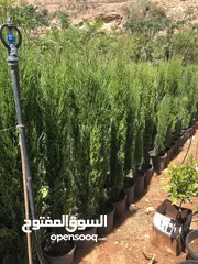  18 مشاتل الاندلس لانتاج وبيع جميع انواع الاشجار المثمره واشجار الزينه البلديه والمستوردة