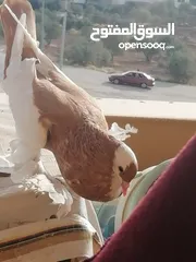  8 طيرة منفاخ اصفر جامبو شغاله بتزق افراخها في مادبا للبيع ام فرخ بدون الفرخ