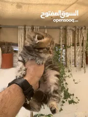  2 كتنز مكس سكوتش ستريت وبريتش فولد للبيع