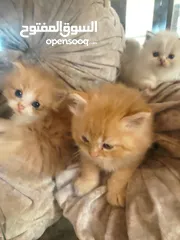 11 قطط صغيره للبيع