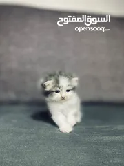  5 قطط هيمالايا