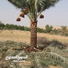  11 Date Palm Trees