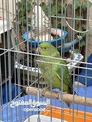  1 ببغاء دره للبيع