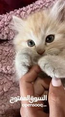  4 بريتش ريد اطراف قصيره لون اشقر شعر طويل وهمالايا تشوكلت بلو بوينت شعر طويل العمر شهرين ونص