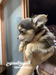  10 Chihuahua puppies