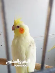  4 جوز ببغاء كوكتيل