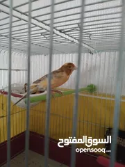  4 للبيع جوز شغالات مع فرخين عمر الفراخ 10 ايام مع قفص اربع معالف وقفص ثلاث معالف الجوز ما شاء الله