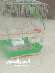  6 ببغاء دره هندي