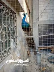  2 طواويس هندية رائعة الجمال للبيع – زين حديقتك بألوان الطبيعة