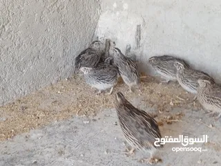 5 فربات للبيع ....
