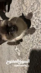 3 قطه سكوتش