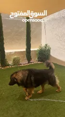  2 كلب قوقازي