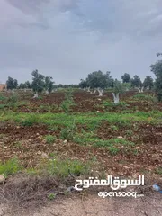  4 ارض زراعية ،مشجرة زيتون للبيع،ابسر ابو علي