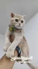  1 ذكر سكوتش شورت هير لون مميز
