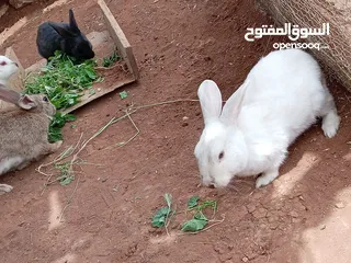  3 ارانب بلدي شغال 100 ٪ للبيع