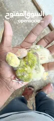  4 African love birds and cockatiels breeding pair