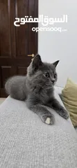  1 3 month kitten for sale