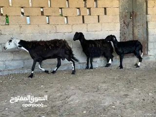 8 ذبائح عمانيه مع الذبح والسلخ