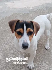  2 Kalba s8ira (jack russell) for sale
