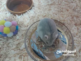  4 cute hamster