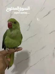  6 ببعاد دره اليف جدااااااااا