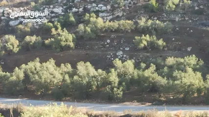  9 القبة الذهبية  اراضي بلعا دير الغصون