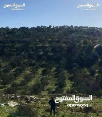  6 أرض استثماريه مميزه بجبال عجلون السياحيه