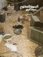  2 ارانب للبيع زغار وكبار كل ارنب الو سعرو