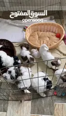  11 Shih tzu puppies pure breed