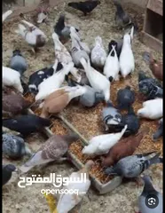  1 حمام بلدي بصلاتو عنبي