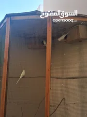  1 للبيع طيور لاتيني بيور